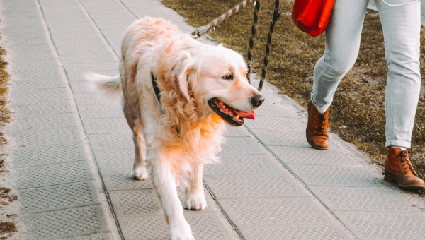 Dog Walking Made Simple: 5 Signs Your Pup Needs More Exercise