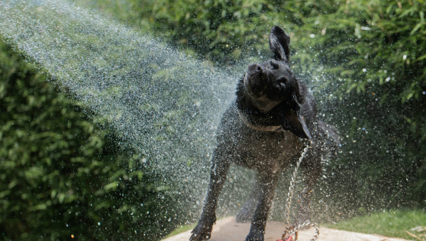Why Does My Dog Smell Like THAT? When a Quick Bath Won’t Cut It!