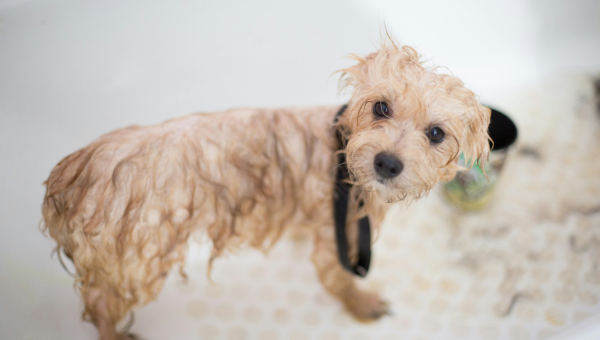 The Hidden Costs of Skipping Regular Grooming: Why Your Dog Needs Routine Care