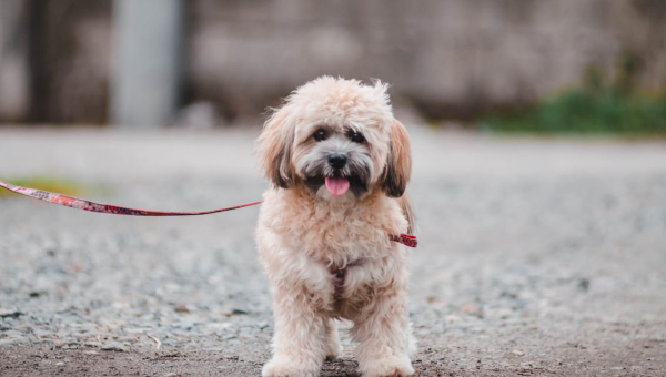 The Psychology of Mid-Day Dog Walking in Fort Worth: How It Affects Your Dog’s Mood