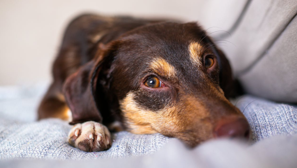 Home Alone in Fort Worth? How to Prepare Your Dog for a Sitter While You’re Away