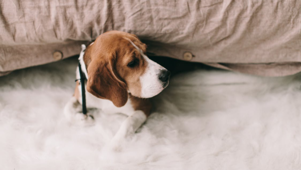 Why Your Pet’s Mental Health Depends on Daily Care Routines