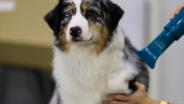 Not All Heroes Wear Capes: Meet the Pet Care Professionals Saving Your Sanity