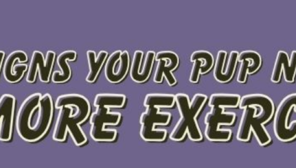 5 Signs Your Pup Needs More Exercise