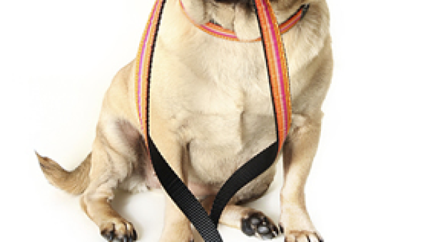 How Regular Walks Prevent Common Dog Behavior Problems