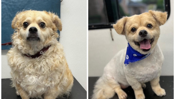 Why Mobile Grooming Is a Lifesaver for Multi-Pet Households