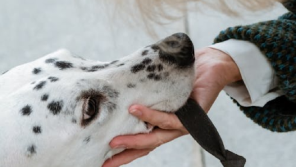 Why Your Dog Might Be Bored… and What a Mid-Day Walk Really Solves