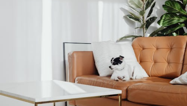 In-Home Pet Care Isn’t a Luxury Anymore—It’s Smart Pet Parenting