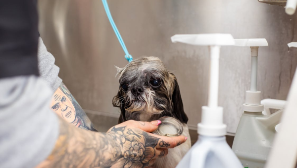 Why Your Dog Acts Different After a Mobile Spa Day (And That’s a Good Thing)