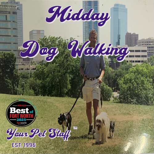 Midday dog walking service