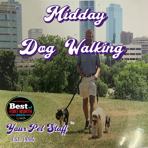 Midday dog walking service