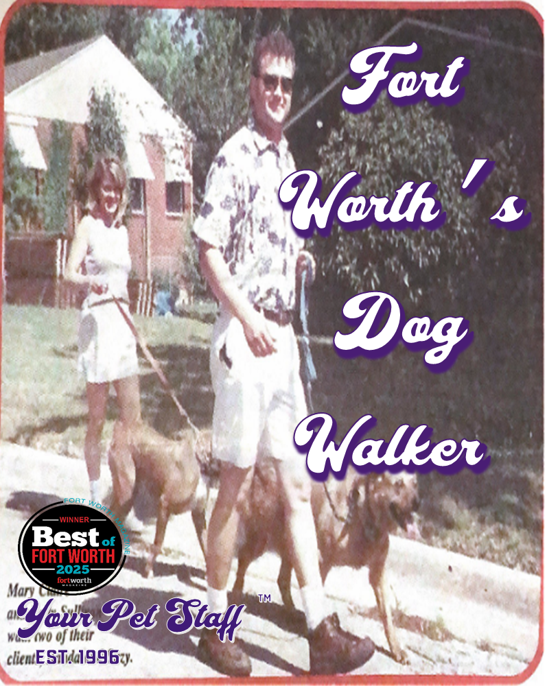 Dog walking on sidewalk