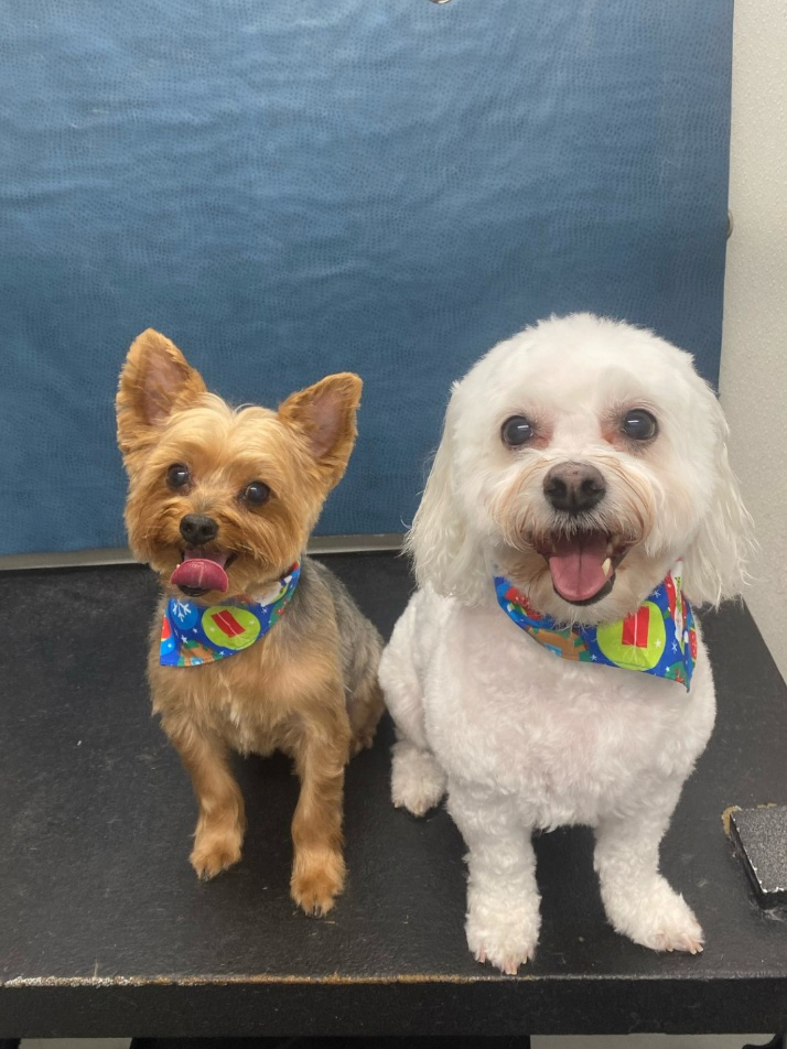 Two small dogs smiling after their grooming session, wearing colorful bandanas.