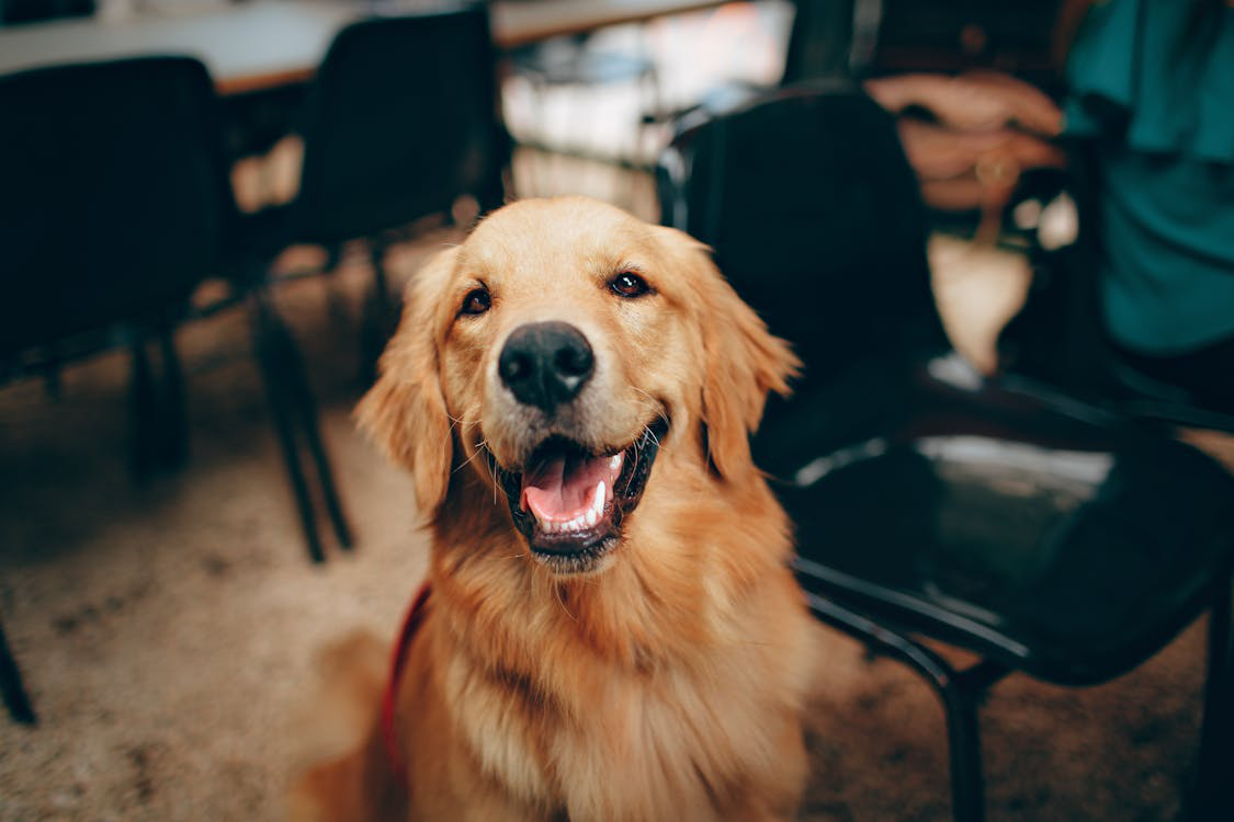 A Golden Retriever Happy puppy