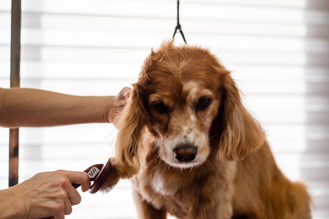 How to Choose Between Mobile Grooming and Salon Grooming in Fort Worth?