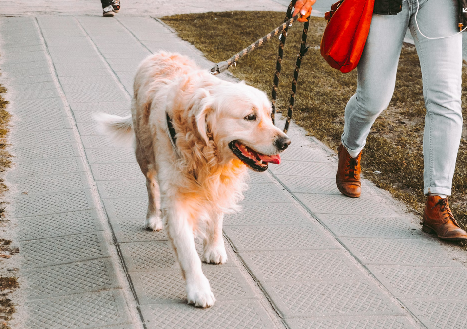 A woman walking a dog 