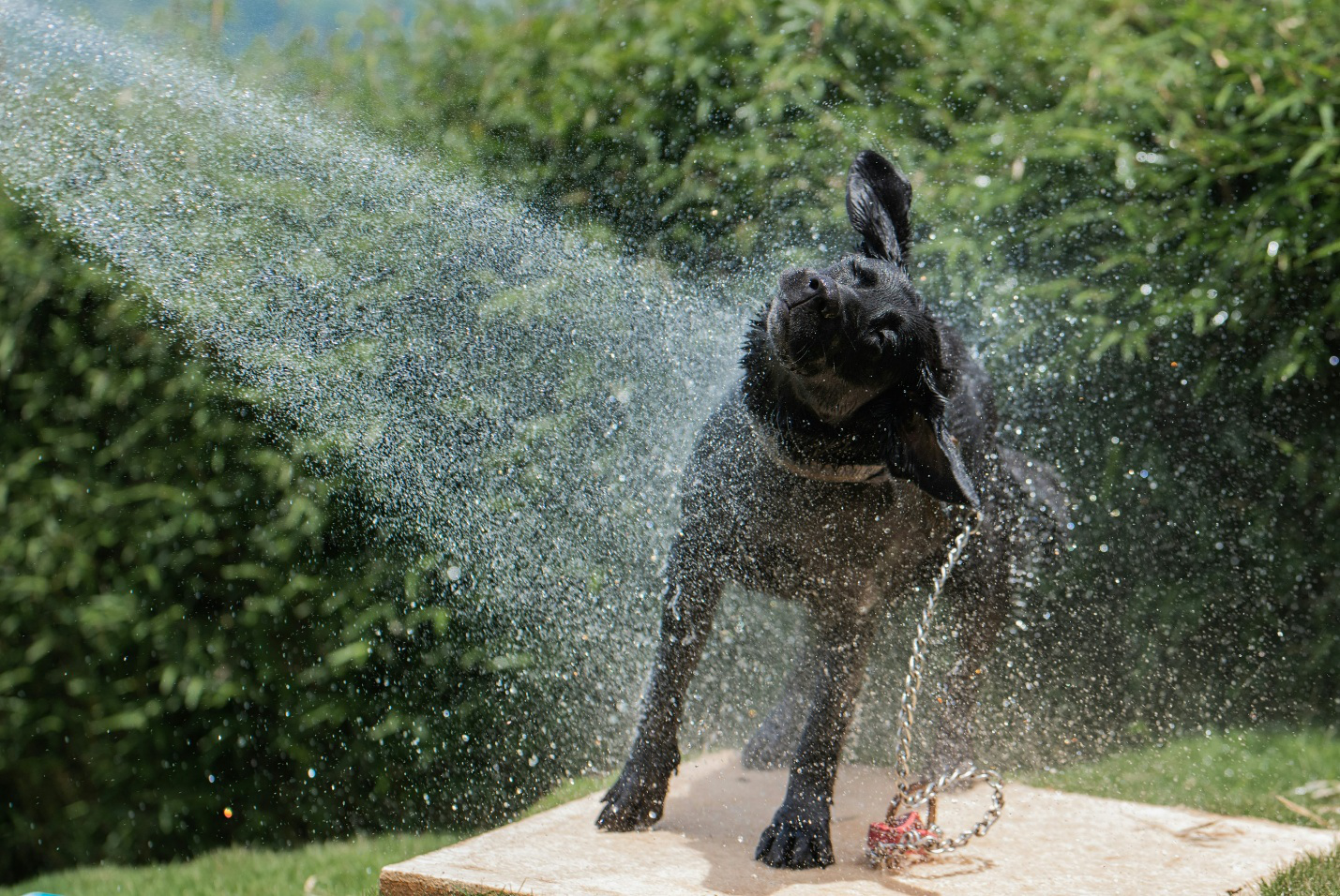 Dog taking a shower outside