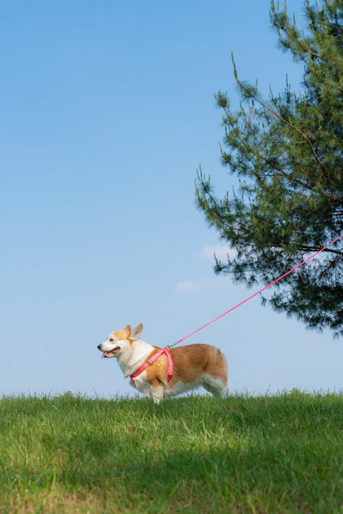 From Couch Potato to Canine Athlete: How Mid-Day Walks Improve Your Dog’s Fitness in Fort Worth