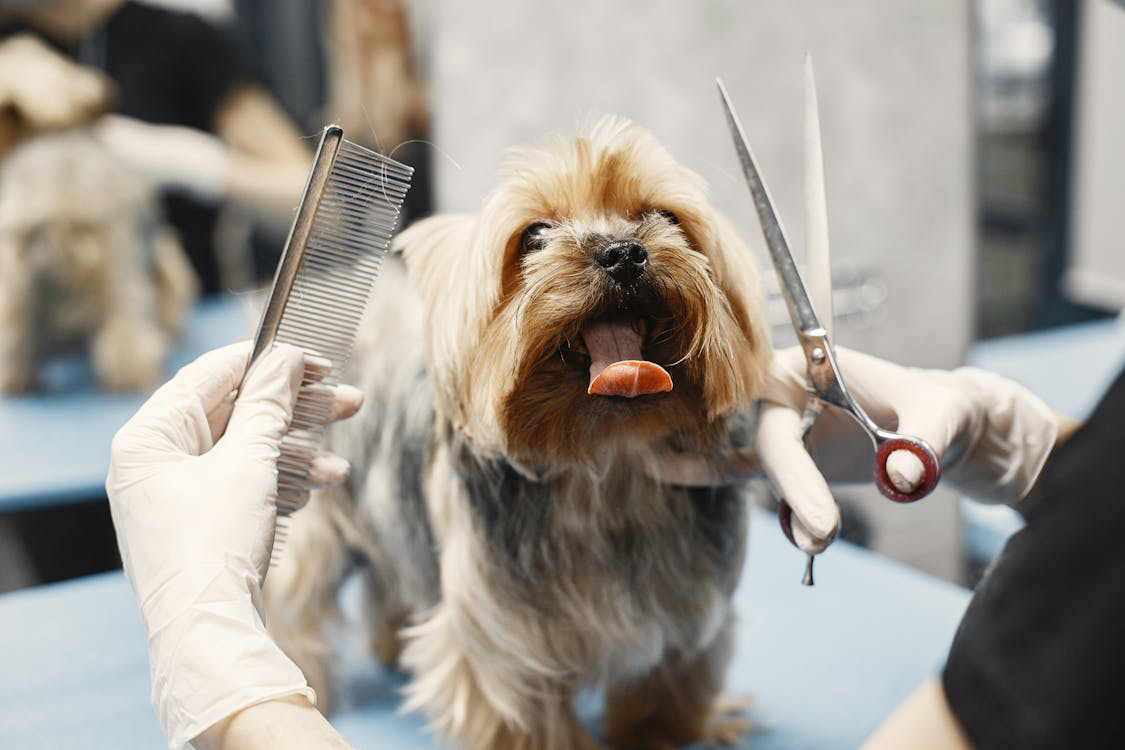  An image of a dog during a grooming session 
