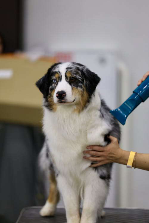  An image of a dog during grooming 