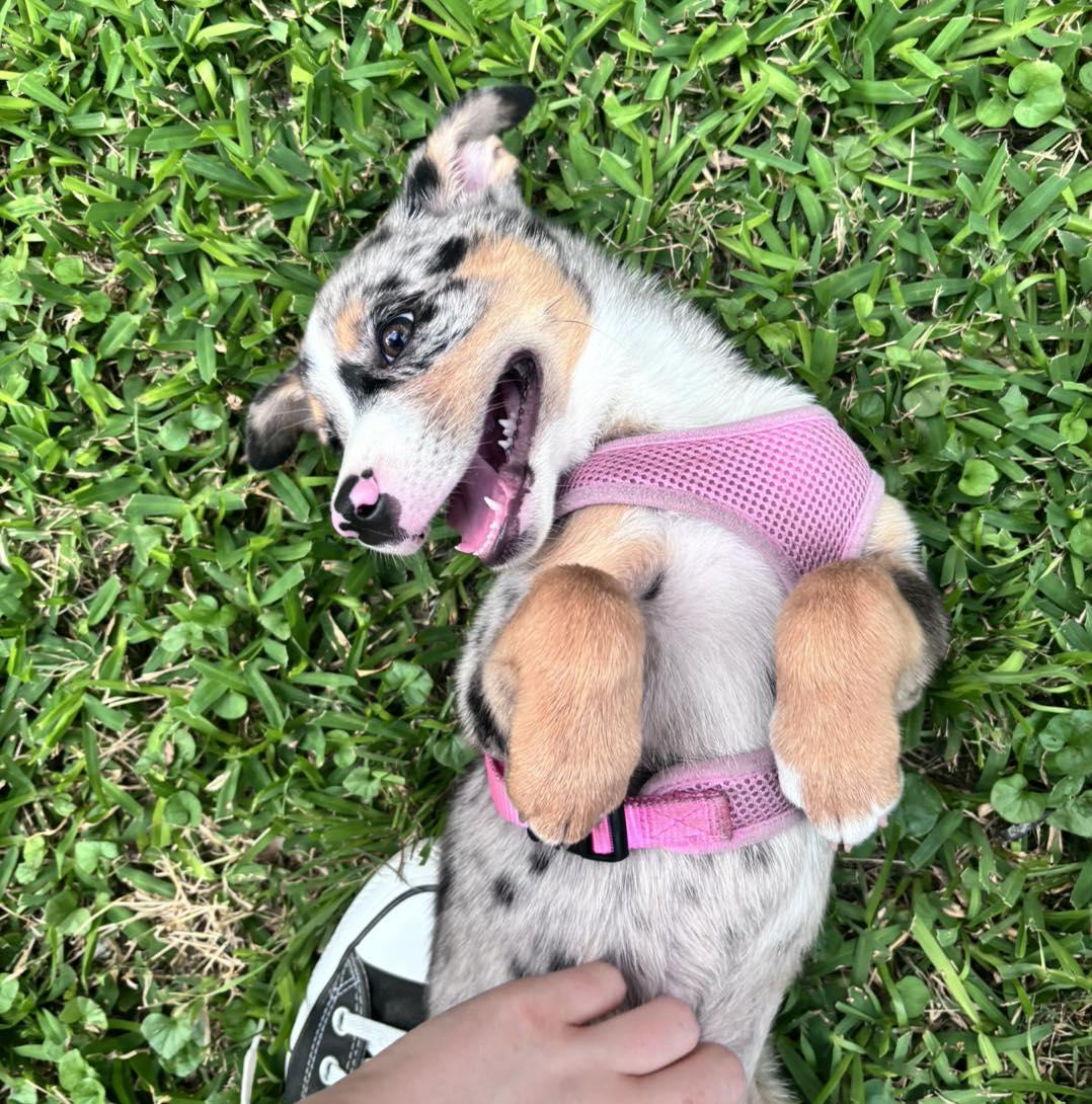 Is Your Dog Getting Enough Exercise? Signs to Watch For