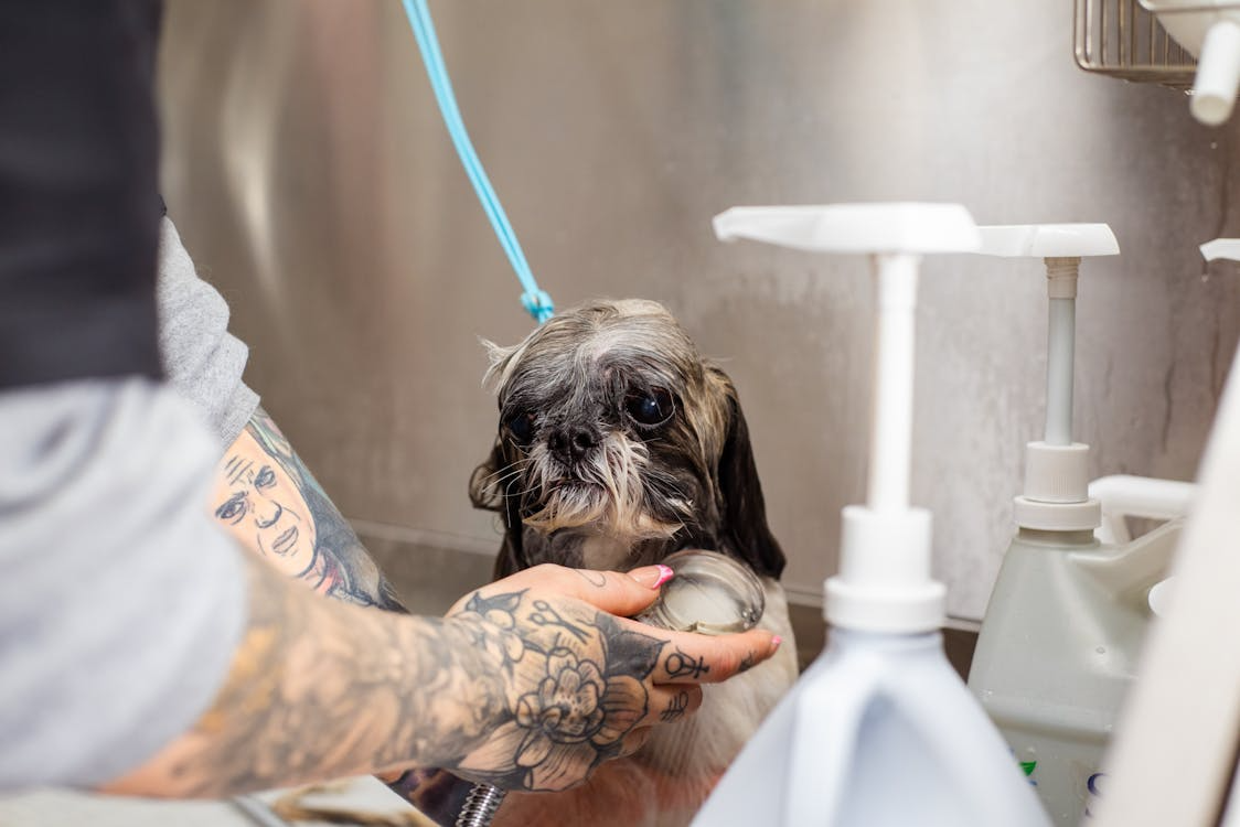  An image of a person giving a dog a bath  