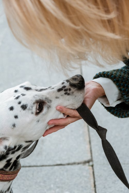 An image of a person petting a dog 
