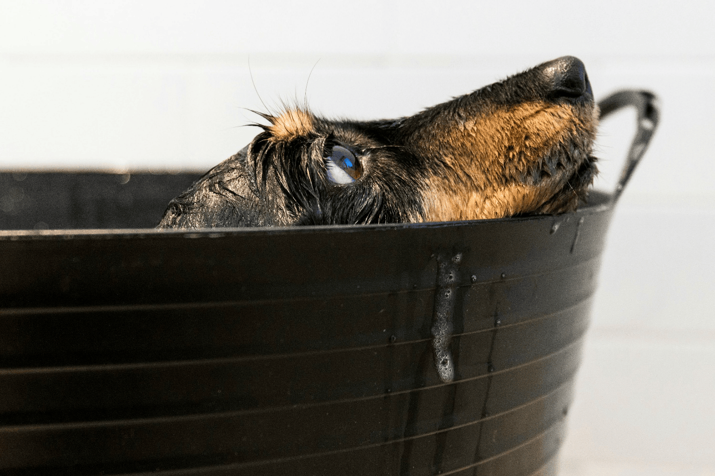 Dog bathing in a black tub